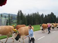 Emmental Almabtrieb
