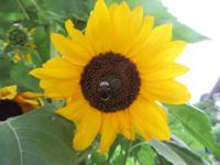 Besuch in der Emmentaler Schaukäserei