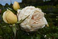 Jersey, der Garten von Grey Gables