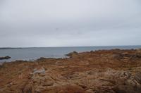 Guernsey