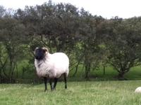 Auf dem Weg zum Kilclooney Dolmen - We are welcome!