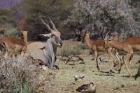 Mount Etjo Lodge - Eland und Implala