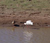 Okanjati Wildreservat - Löffler