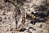 Okanjati Wildreservat - Eland