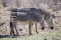 Okanjati Wildreservat - Bergzebras