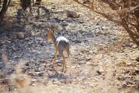 Okanjati Wildreservat - Steenbock