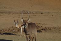 Okanjati Wildreservat - Waterbock