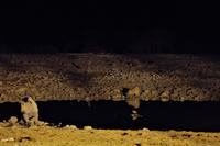 Okaukuejo Camp - abends am Wasserloch