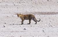 Etosha-Nationalpark - Leopard