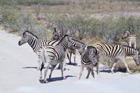 Etosha-Nationalpark - Steppenzebras