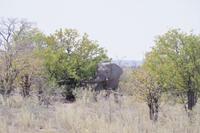 Etosha-Nationalpark - Elefant
