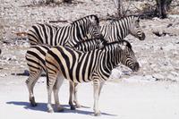 Etosha-Nationalpark - Zebras