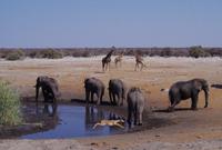Etosha-Nationalpark - am Wasserloch