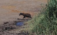 Etosha-Nationalpark - Hyäne am Wasserloch