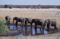 Etosha-Nationalpark - am Wasserloch
