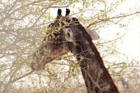 Etosha-Nationalpark - Giraffe