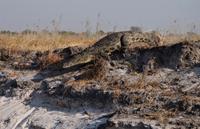 Bootsfahrt auf dem Kwando