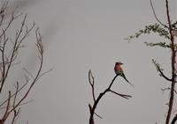 Bootsfahrt auf dem Kwando - Gabelracke