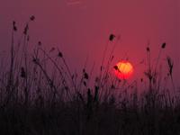 Sundowner auf dem Kwando