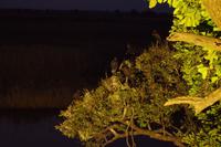 Namushasha Lodge am Kwando - Klaffschnabel-Baum