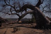 Besuch im lebenden Museum - alter Baobab