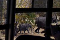 Transit durch den Chobe-Nationalpark - mehr Elefanten
