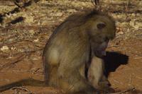 Morgendliche Pirschfahrt im Chobe-Nationalpark - Gedankenpause