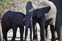 Bootsfahrt am den Chobe am Nachmittag