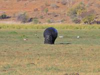Bootsfahrt am den Chobe am Nachmittag