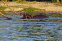 Bootsfahrt auf dem Zambezi
