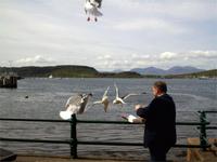 In Oban