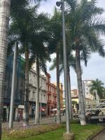 Kanarische Palmen in Santa Cruz