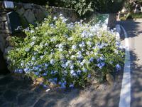  überall blüht der Bleiwurz