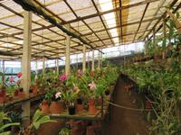 Gewächshaus