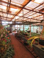 Gewächshaus