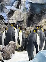 Pinguine im Loro Parque