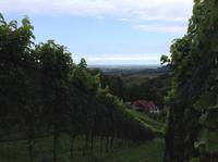 in den Weinbergen