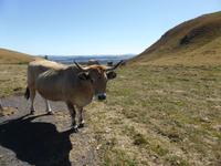 8. Tag Col de la croix Morand - Aubrac Rind