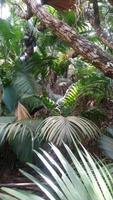 Vallee de Mai Nationalpark