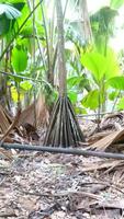 Vallee de Mai Nationalpark