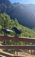 Raben im Nationalpark