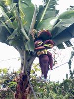Bananenbaum