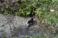 Beim zweiten Versuch am Fish Creek haben wir Glück