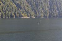 Durch die Inside Passage von Prince Rupert nach Port Hardy - Buckelwale schwimmen vorbei