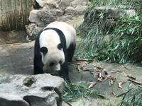 Panda in Peking
