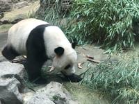 Panda in Peking