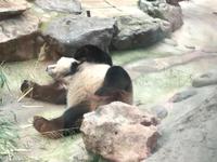 Panda in Peking