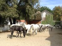 die Lipizzaner Stuten mit ihren Fohlen