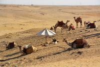nicht nur die Kameltreiber, die Kamele warten auch