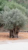 Olivenbaum 400 - 700 Jahre alt